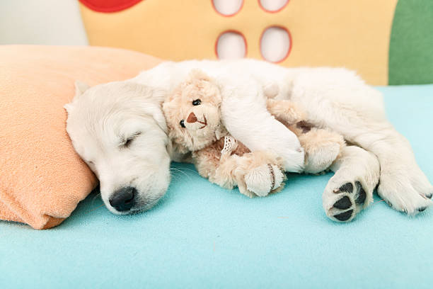istock golden retriever puppy 529559403