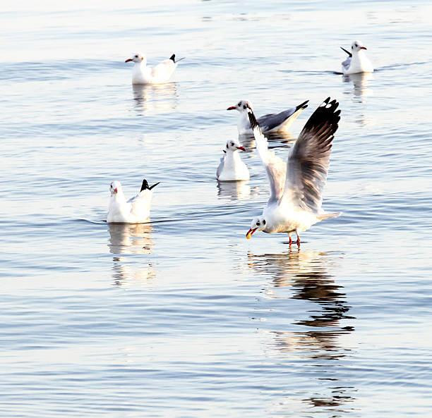 istock Seagulls float in the sea.One seagull stand on water 529559571