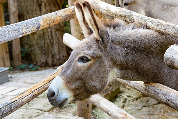 любознательный donkey всматриваться profile view - ass mule animal bizarre стоковые фото и изображения