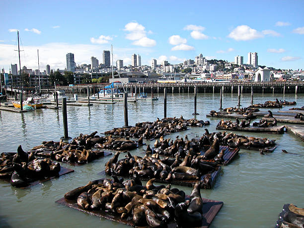istock City Sea Lions 529560947