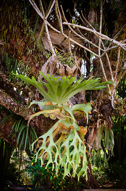 Platycerium on the tree Platycerium on the tree,staghorn fern sponger stock pictures, royalty-free photos & images