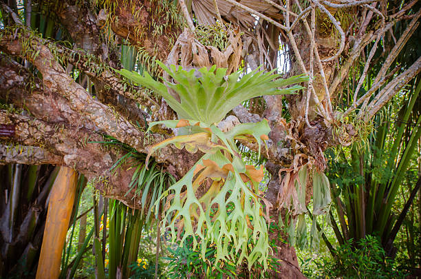 Platycerium on the tree Platycerium on the tree,staghorn fern sponger stock pictures, royalty-free photos & images