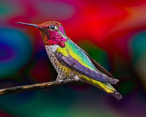 Male Anna's Hummingbird with brightly colored background