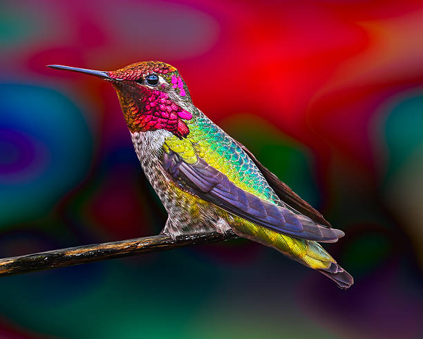 beija-flor - bird hummingbird flying annas hummingbird imagens e fotografias de stock