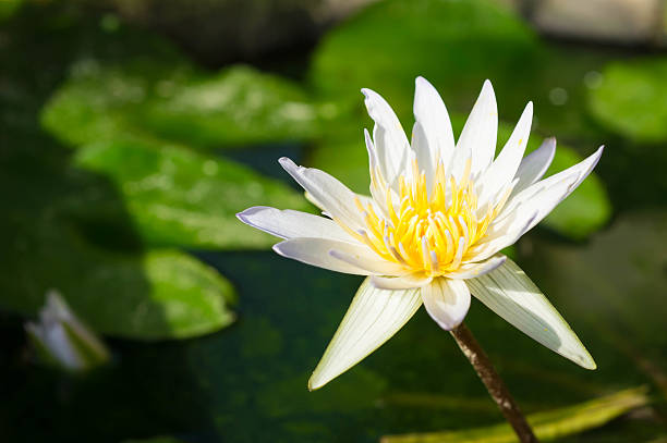 istock The blossoming white lotus close up 529561965