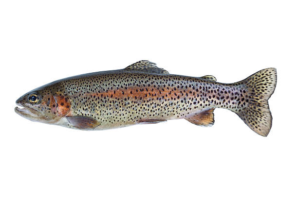 Native Rainbow Trout on White Image of a pristine native rainbow trout isolated on white background trout stock pictures, royalty-free photos & images