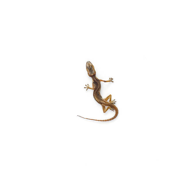 istock Dried House lizard - gecko isolated on white background 529573343