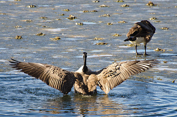 istock Canada Goose Encountering Nasty Ice Flow 529574495