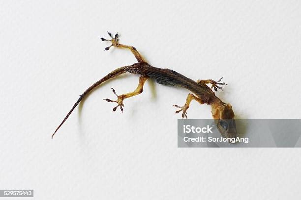 Dry Lizard Stock Photo - Download Image Now - Animal, Animal Body, Animal Bone