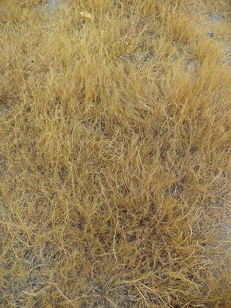 istock Close up of dry grass 529576039