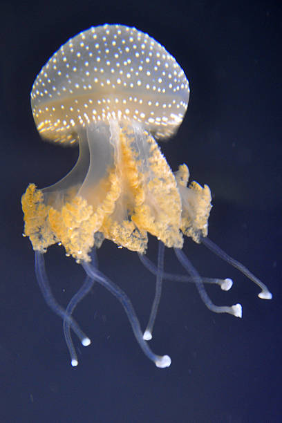 белый пятнистый медуза - white spotted jellyfish фотографии стоковые фото и изображения