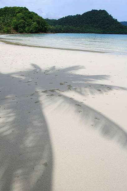 istock Shadow of the Coconut 529577645