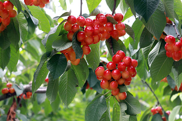 istock Bunch of fresh cherries 529586065