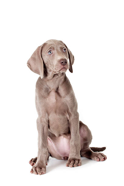 istock Sitting Weimaraner puppy 529586151
