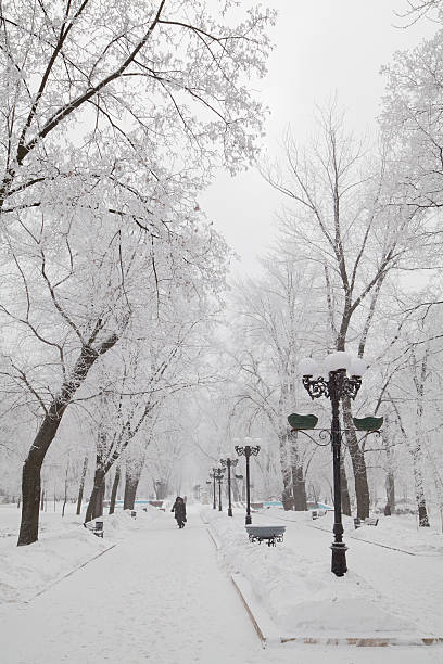 zimą drzewa pokryte śniegiem na miasto boulevard - tranquil scene sky road street zdjęcia i obrazy z banku zdjęć