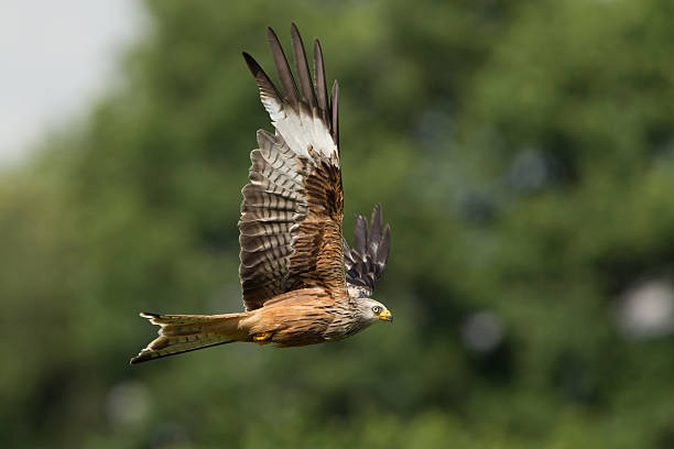 istock Red Kyte flying low with trees in the background. 529587563