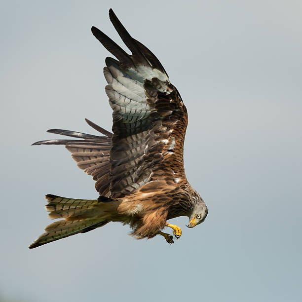 istock Red Kyte with food in its talons. 529587567