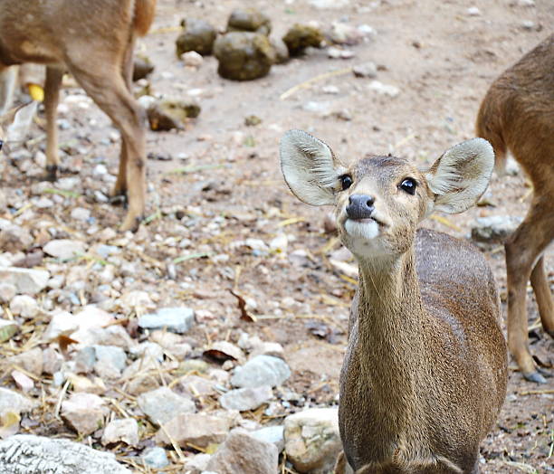 istock baby spotted deer begging for food 529587571