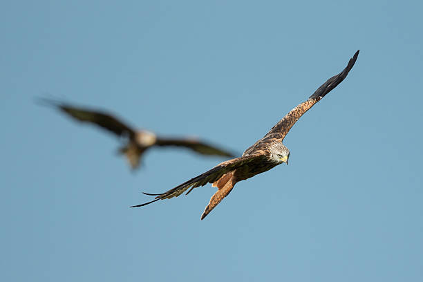 istock Pair of Red Kytes in flight. 529588527