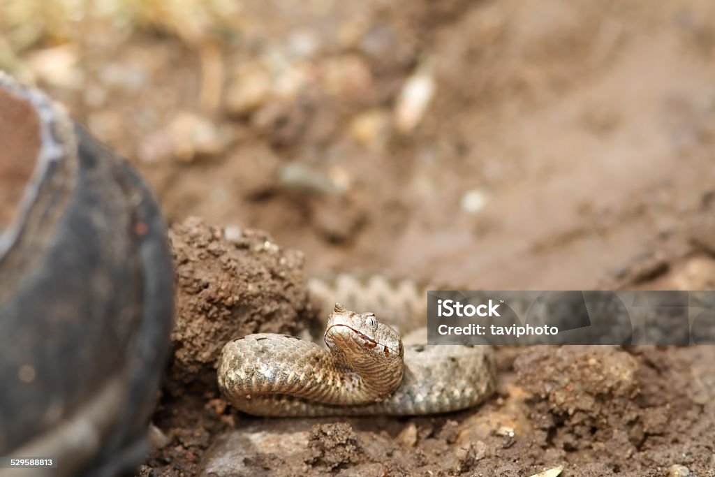 boot walking towards sand viper boot walking towards sand viper ( Vipera ammodytes ), you can see how the snake is preparing for a strike Snake Stock Photo