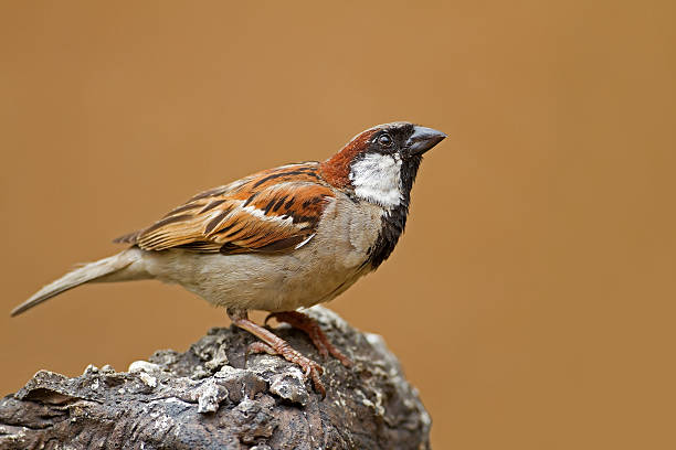 Male House Sparrow perched on rock stock photo