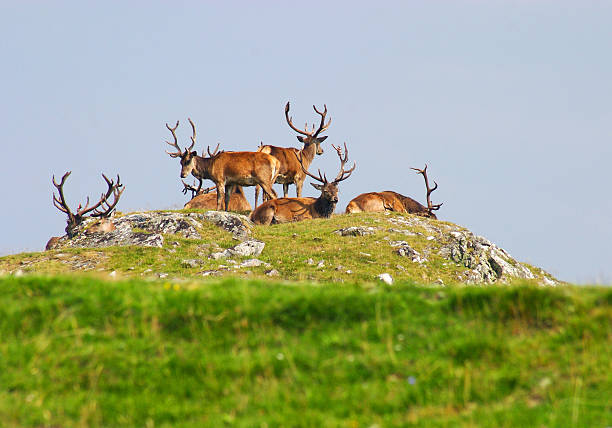 Red deer stags, Scottish highlands. stock photo