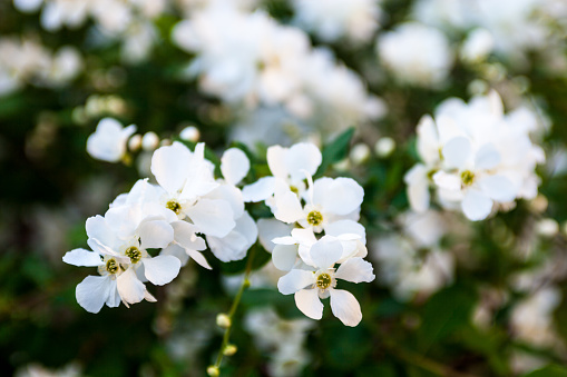 White flowers on the pear tree branches.