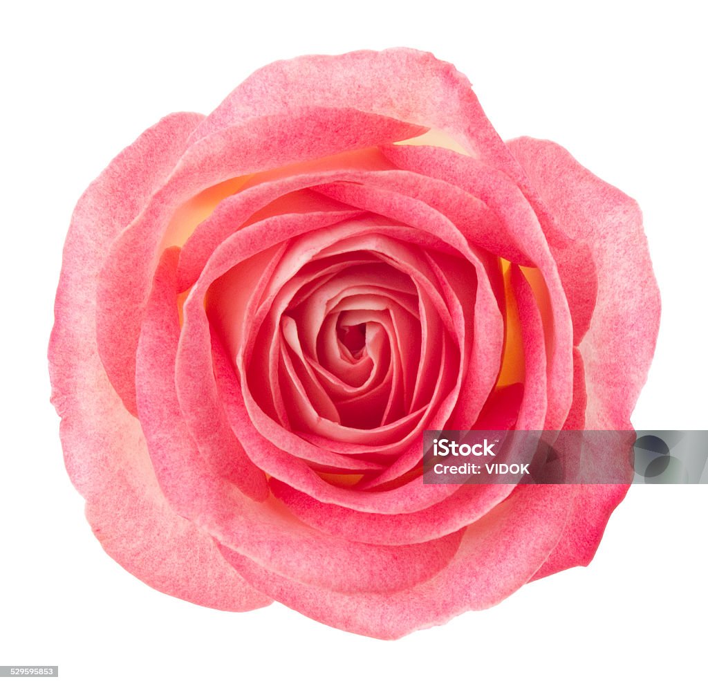 Rose. Pink flower on white background. Beauty Stock Photo