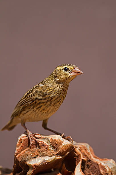 Female Southern Red Bishop perched on rock stock photo