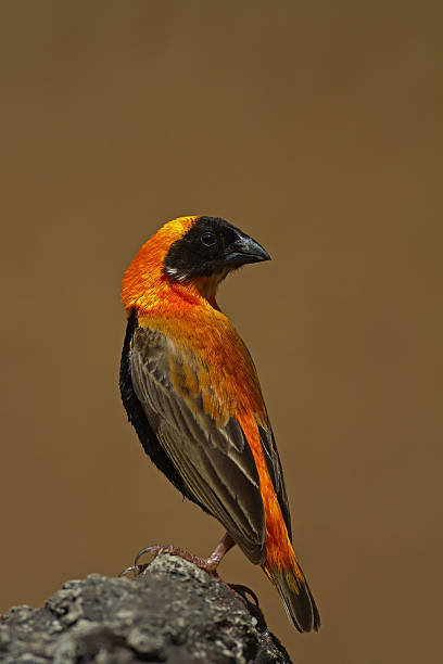 Southern Red Bishop perched on rock stock photo