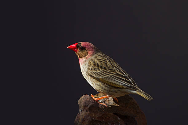 Red-Billed Quelea perched on rock stock photo