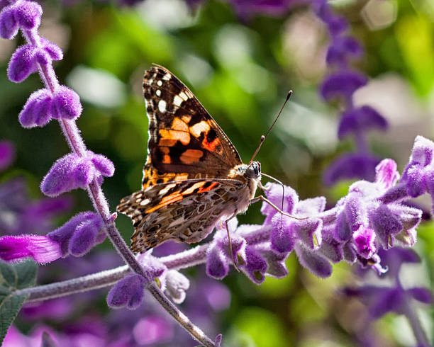 istock Monarch Butterfly on Purple Flowers 529599523