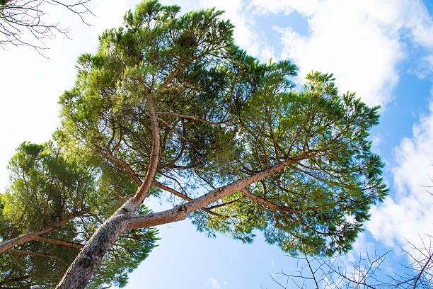 galhos de pinheiro verde contra o céu azul - parasol pine - fotografias e filmes do acervo