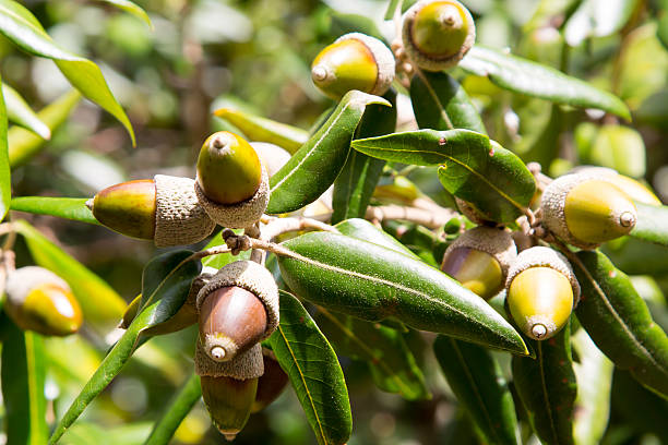 blätter und früchte selbst noch von holly oder holm oak - quercus ilex stock-fotos und bilder