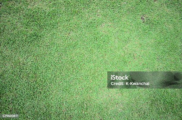 Green Grass Background Stock Photo - Download Image Now - Activity, Aristocracy, Backgrounds
