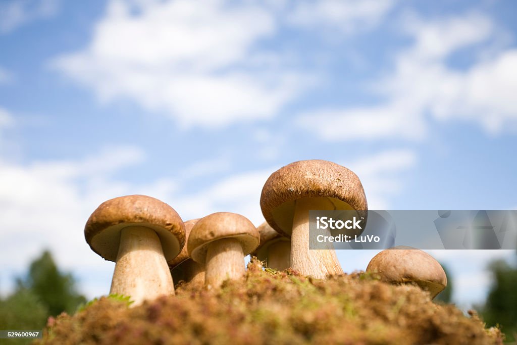 Cep Cep - Boletus edulis Porcini Mushroom Stock Photo