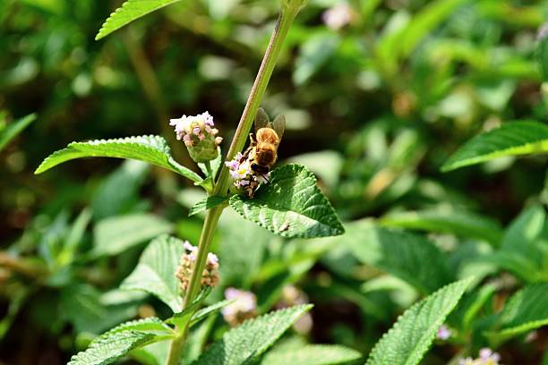 istock Beautiful hornet on a herbal medicine 529601569