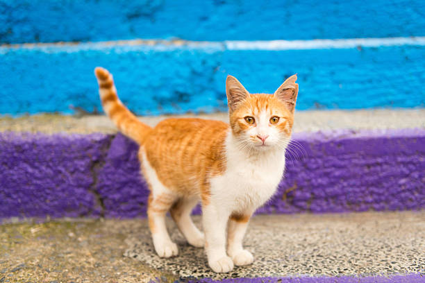 Ginger white kitten on blue and green sraircase, Bayoglu, Istanbul, Turkey. The cats in Istanbul are well taken care of. They are one of the kind faces of the beautiful city. Nikon D800, full frame.