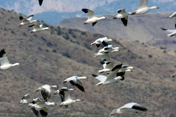 istock Snow Geese inflight Chen caerulescens Bosque del Apache Wildlife Refuge 529603133