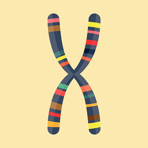 illustrazioni stock, clip art, cartoni animati e icone di tendenza di astratto illustrazione di cromosoma di moderno design piatto - chromosome