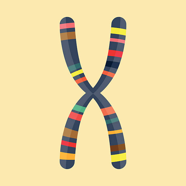 streszczenie ilustracja przedstawiająca chromosomie w nowoczesny projekt płaski - chromosome stock illustrations