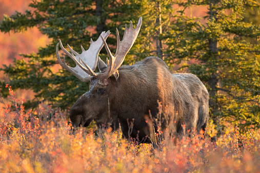 Alaska bull moose in the wild dring the fall in denali national park