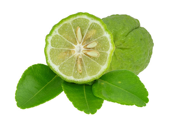 goldmelisse - lemon lime lyme regis vegetable stock-fotos und bilder