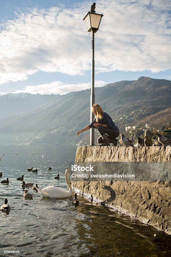 Woman enjoying feeding ducks and swan by the lake Young woman feeding the ducks and swans by the lake Maggiore in Switzerland. Autumn in Ascona Adult Stock Photo