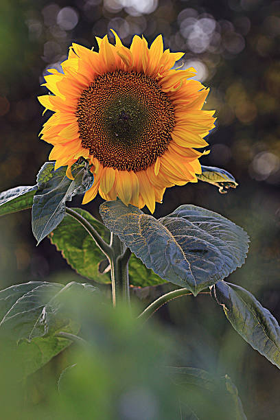 istock flower of sunflower 529648721