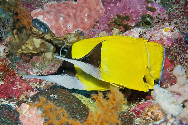 big longnose рыба-бабочка на коралловый риф - forcipiger flavissimus стоковые фото и изображения