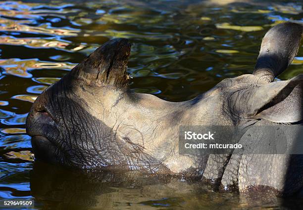 Rhino Head Stock Photo - Download Image Now - Africa, Animal, Animal Body Part