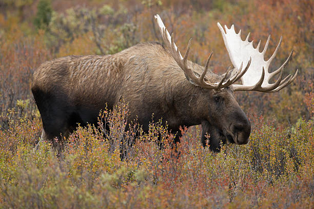 Bull Moose Alaska bull moose in the wild dring the fall in denali national park bull moose stock pictures, royalty-free photos & images