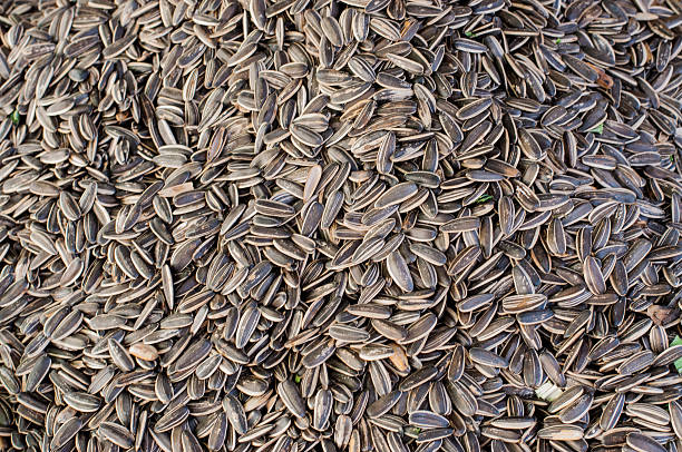 istock organic sunflower seed for background uses 529650505