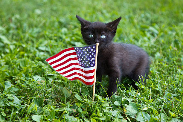 Kitten with US flag stock photo